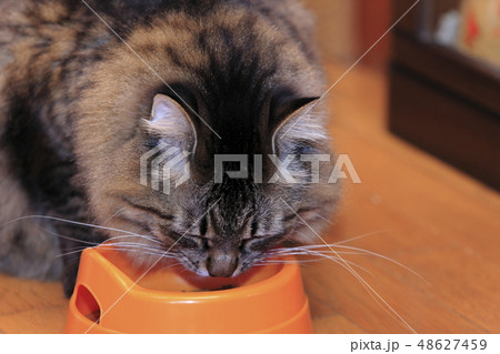 ご飯を食べるデブ猫の写真素材