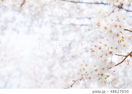 サクラ　桜　さくら　染井吉野　ソメイヨシノ　そめいよしの　コピースペース　文字スペース 48627650