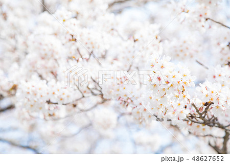 サクラ 桜 さくら 染井吉野 ソメイヨシノ そめいよしの コピースペース 文字スペース サクラ 桜 さくら 染井吉野 ソメイヨシノ そめいよしの コピースペース 文字スペース 48627652