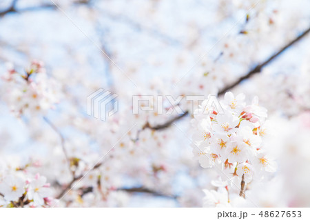 サクラ　桜　さくら　染井吉野　ソメイヨシノ　そめいよしの　コピースペース　文字スペース 48627653