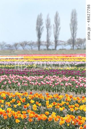 チューリップ畑 48627786
