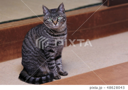 雑種の飼い猫 雑種の飼い猫 48628043
