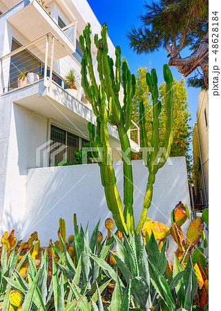 Wild cactus in natural habitat conditions. Wild cactus in natural habitat conditions. 48628184