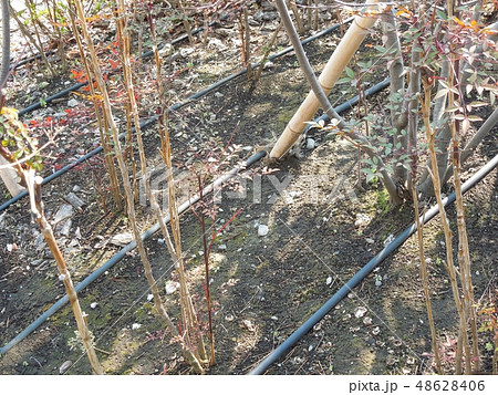 自動灌水設備 48628406