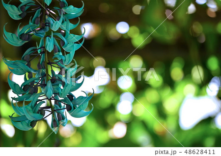 温室の花 温室の花 48628411