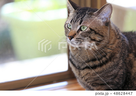 雑種の飼い猫 雑種の飼い猫 48628447