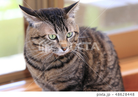 雑種の飼い猫 雑種の飼い猫 48628448