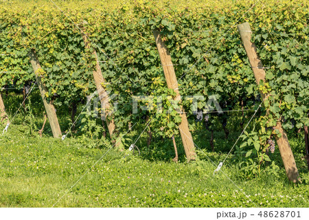 Italian Vineyard - Valpolicella Wine near Verona Italian Vineyard - Valpolicella Wine near Verona 48628701