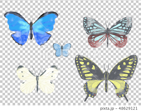 蝶の手書きイラスト素材フチなしのイラスト素材