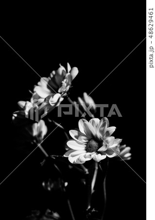 モノクロ 花びら 黒 48629461