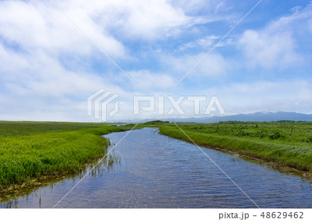 爽やかな夏の北海道ベニヤ原生花園 爽やかな夏の北海道ベニヤ原生花園 48629462