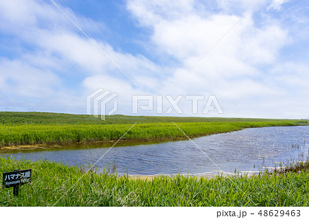 爽やかな夏の北海道ベニヤ原生花園 48629463