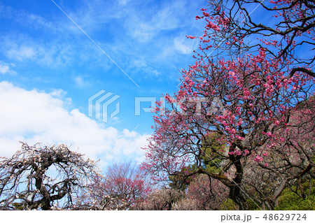 池上梅園の梅林　紅梅と青空 48629724