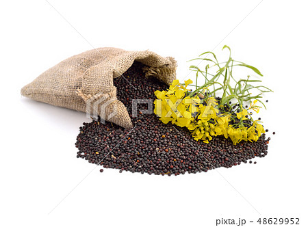 Rapeseed with flowers. 48629952