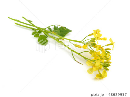 Sinapis flower. Isolated. Sinapis flower. Isolated. 48629957