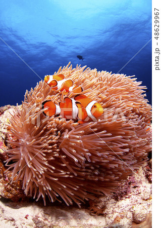 カクレクマノミ 48629967