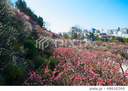 池上梅園の梅林　紅梅　住宅街 48630260