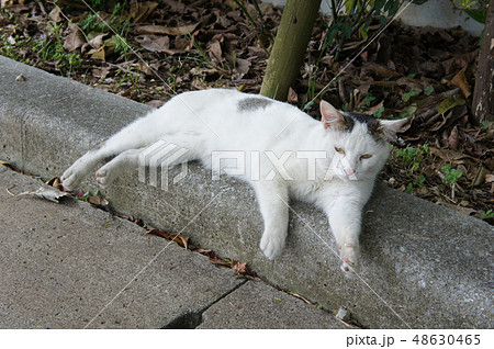 道端の猫 48630465