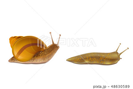 Creeping Snail And Red Slug 3d Realistic Vectorのイラスト素材