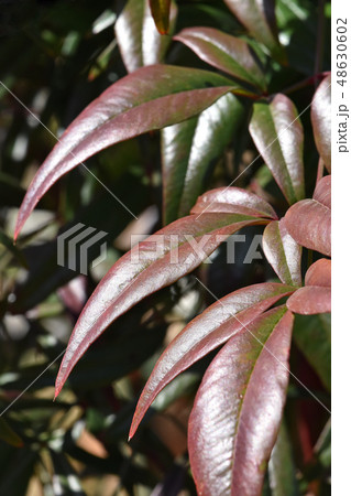 冬に赤くなっていく南天の葉 48630602