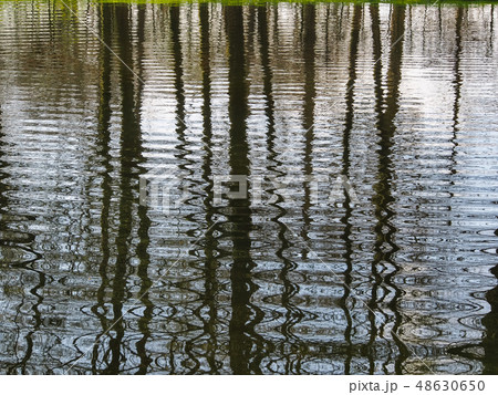 trees mirrored on rippled water surface trees mirrored on rippled water surface 48630650