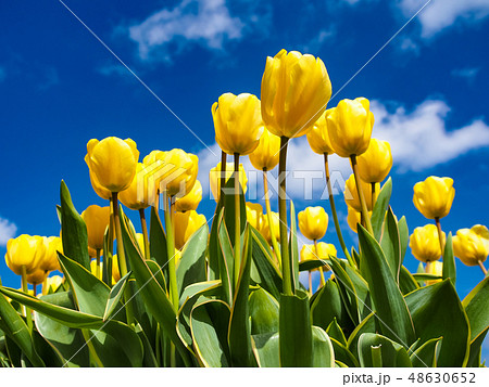 Beautiful yellow tulips with blue sky 48630652