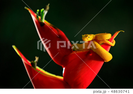 Poison danger viper snake from Costa Rica 48630741