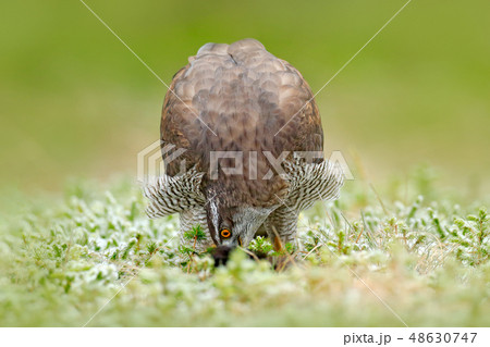Goshawk, Accipiter gentilis, feeding on squirrel 48630747