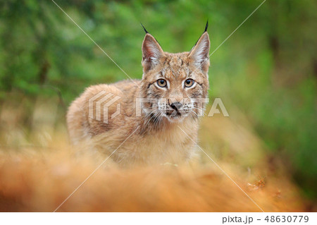 Eurasian lynx walking. Wild cat from Germany. 48630779