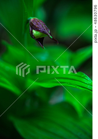 Cypripedium calceolus, Lady's Slipper Orchid Cypripedium calceolus, Lady's Slipper Orchid 48630796