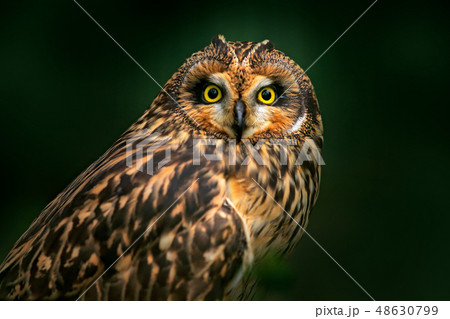 Detail portrait of Short-eared Owl 48630799