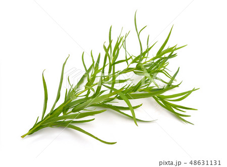 Tarragon (Artemisia dracunculus) 48631131