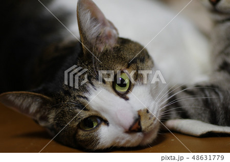 ねこ目線 48631779