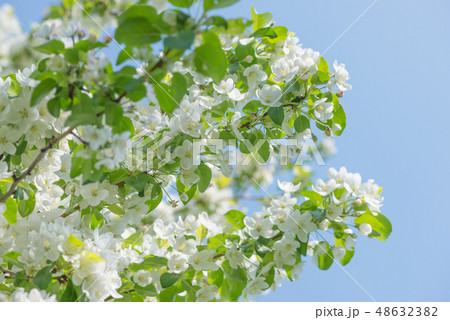 Blooming apple tree 48632382