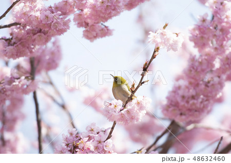 桜とメジロ 48632460