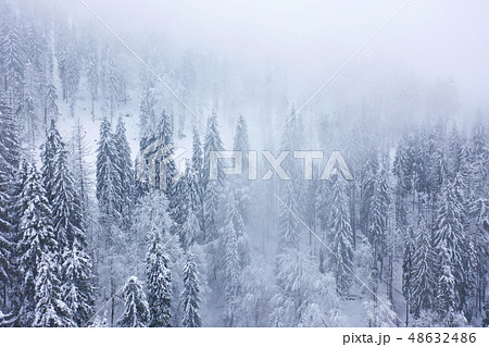 Aerial view on the forest in the mountains Aerial view on the forest in the mountains 48632486