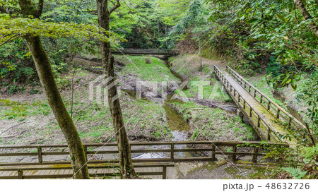 春の大多喜県民の森の風景 48632726
