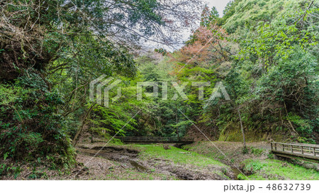 春の大多喜県民の森の風景 春の大多喜県民の森の風景 48632739