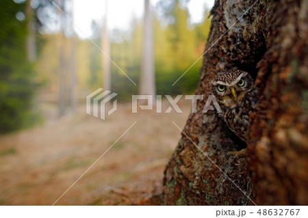 Little Owl, Athene noctua, in the tree hole 48632767