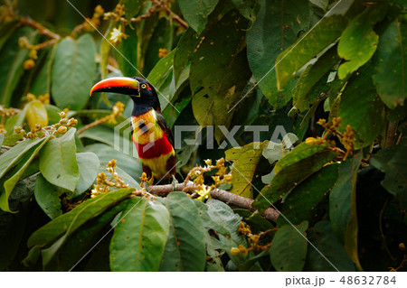 Fiery-billed Aracari, Pteroglossus frantzii Fiery-billed Aracari, Pteroglossus frantzii 48632784