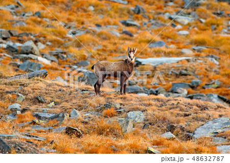Chamois, Rupicapra rupicapra, on the rocky hill Chamois, Rupicapra rupicapra, on the rocky hill 48632787