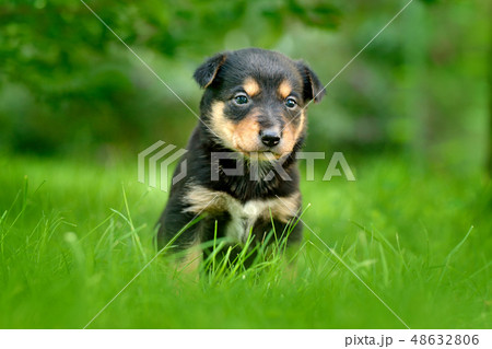 Cute dog pup sitting in the green grass. 48632806
