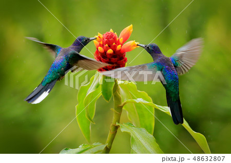 Big blue hummingbird Violet Sabrewing 48632807