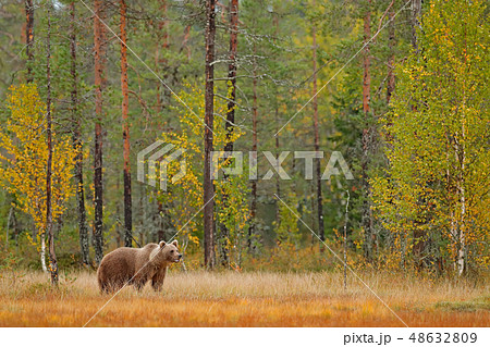 Bear hidden in yellow forest. 48632809