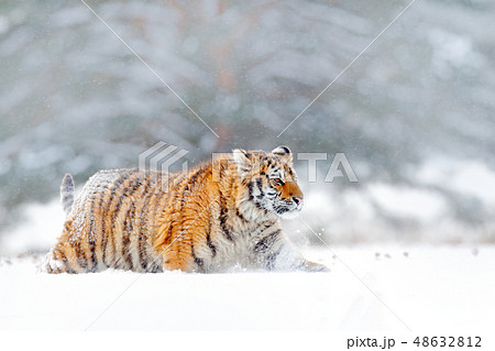 Siberian tiger walking in the snow. 48632812
