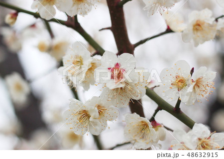 白い梅の花 48632915