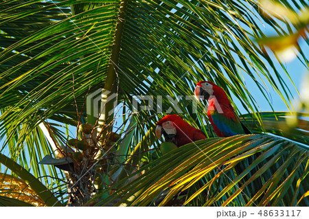 Big red parrot Red-and-green Macaw Big red parrot Red-and-green Macaw 48633117