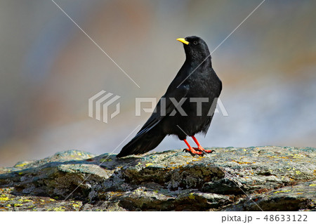 Alpine Chough, Pyrrhocorax graculus, black bird 48633122