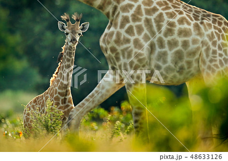 Young Giraffe with mum and morning sunrise Young Giraffe with mum and morning sunrise 48633126