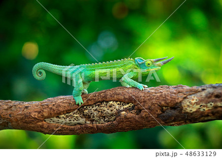 Jackson's Chameleon, Trioceros jacksonii 48633129